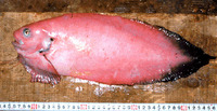 Careproctus melanurus, Blacktail snailfish: