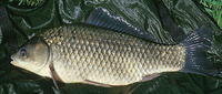 Carassius gibelio, Prussian carp: fisheries