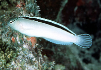 Meiacanthus smithi, Disco blenny: aquarium