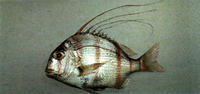 Argyrops bleekeri, Taiwan tai: fisheries