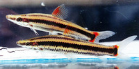 Anostomus anostomus, Striped headstander: aquarium