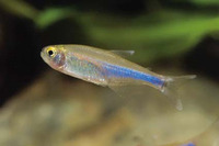 Boehlkea fredcochui, Cochu's blue tetra: aquarium