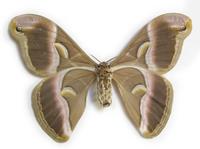 Samia cynthia - Ailanthus Silkmoth