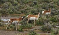 Image of: Antilocapra americana (pronghorn)