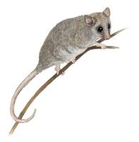 Image of: Cercartetus lepidus (Tasmanian pygmy possum)