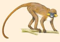 Image of: Cercopithecus cephus (moustached monkey)