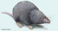 Image of: Cryptotis meridensis (Merida small-eared shrew)