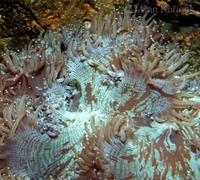 Catalaphyllia jardinei - Elegance Coral