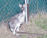 Image of: Macropus parryi (whiptail wallaby)