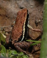 Epipedobates boulengeri