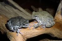 Image of: Hyla versicolor (gray treefrog), Hyla chrysoscelis (Cope's gray treefrog)