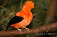 Rupicola peruviana - Andean Cock of the Rock