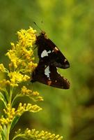 Image of: Epargyreus clarus (silverspotted skipper)