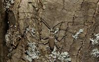 Image of: Monochamus notatus (northeastern sawyer beetle)