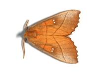 Image of: Nadata gibbosa
