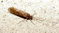 Image of: Phryganeidae (large caddisflies)