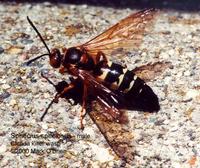 Image of: Sphecius speciosus (cicada killer)