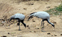 Image of: Anthropoides virgo (demoiselle crane)