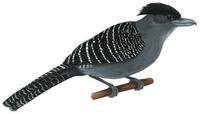 Image of: Batara cinerea (giant antshrike)