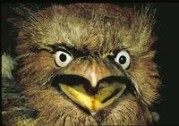 Image of: Batrachostomus septimus (Philippine frogmouth)