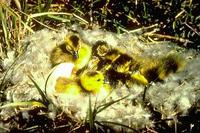 Image of: Branta canadensis (Canada goose)