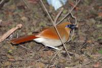 Image of: Garrulax caerulatus (grey-sided laughingthrush)