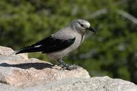 Image of: Nucifraga columbiana (Clark's nutcracker)