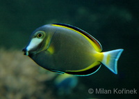 Acanthurus japonicus - Japan Surgeonfish