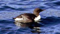 Image of: Uria aalge (guillemot;common murre)