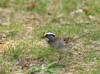 Image of: Zonotrichia albicollis (white-throated sparrow)