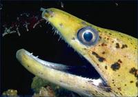 Image of: Gymnothorax (common morays)