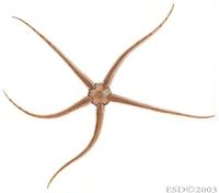 Image of: Ophiura ophiura