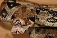 Boa constrictor - Boa Constrictor