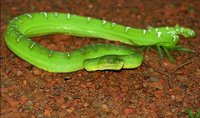 Corallus caninus - Emerald Tree Boa