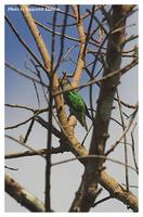 Asian Emerald Cuckoo - Chrysococcyx maculatus