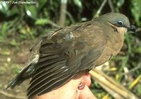 White-eared Brown Dove - Phapitreron leucotis