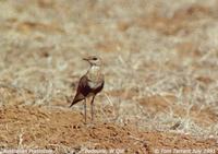 Australian Pratincole - Stiltia isabella