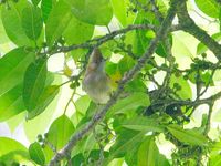 White-naped Yuhina - Yuhina bakeri