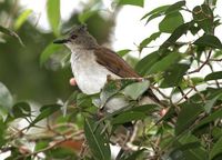 Puff-backed Bulbul - Pycnonotus eutilotus