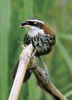 Taiwan Scimitar Babbler - Pomatorhinus musicus