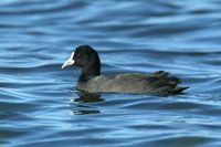 Eurasian Coot