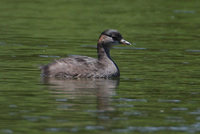 Madagascar Little Grebe (Tachybaptus pelzelnii) photo