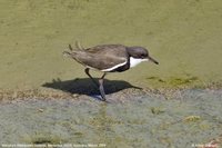 Red-kneed Dotterel - Erythrogonys cinctus