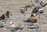 Spoon-billed Sandpiper - Eurynorhynchus pygmeus