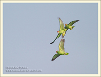 Red-crowned Parrot - Amazona viridigenalis