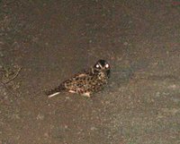 Square-tailed Nightjar - Caprimulgus fossii