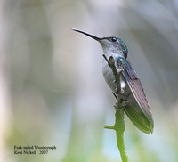 Fork-tailed Woodnymph - Thalurania furcata