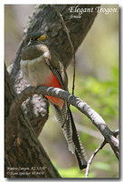 Elegant Trogon - Trogon elegans