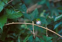 Cuban Tody - Todus multicolor