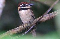 Chestnut-capped Puffbird - Bucco macrodactylus